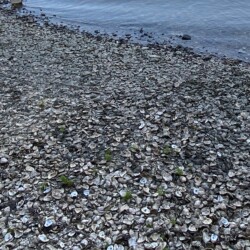 Oyster shells line the shore outside Lynn's Quality Oyster Raw Bar in Eastpoint