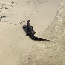 Indian Pass: Our first alligator sighting