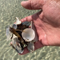Cape San Blas sea urchin camouflaged with sea shells
