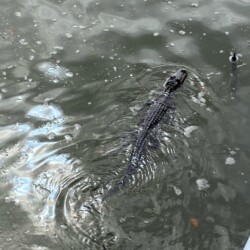 Indian Pass our first alligator in the water